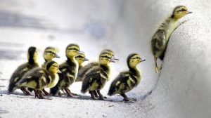 follow-ducks